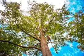 Best Seasonal Cleanup (Spring/Fall)  in Montvale, NJ