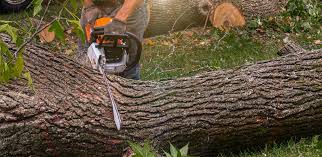  Montvale, NJ Tree Removal Pros