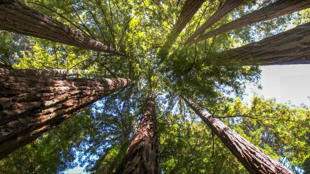 Best Commercial Tree Services  in Montvale, NJ