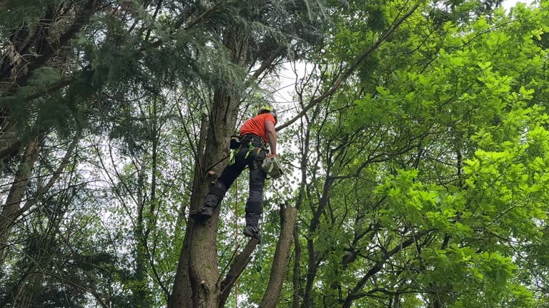 Montvale, NJ Tree Removal Company