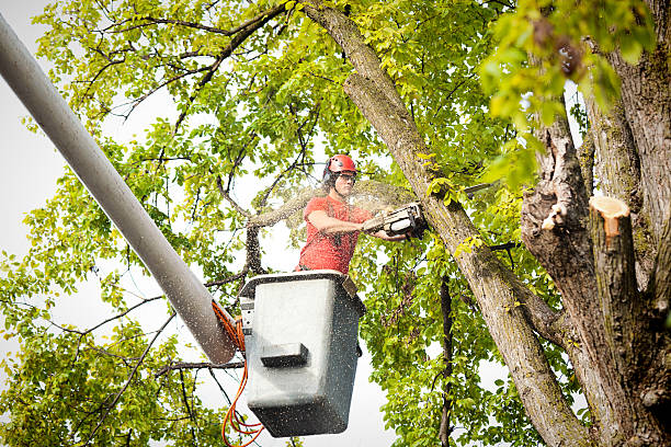 Best Tree Trimming and Pruning  in Montvale, NJ