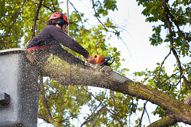 Best Hedge Trimming  in Montvale, NJ